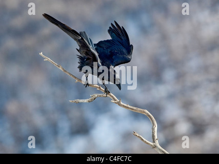 Raven (Corvus Corax) Landung auf Ast Stockfoto