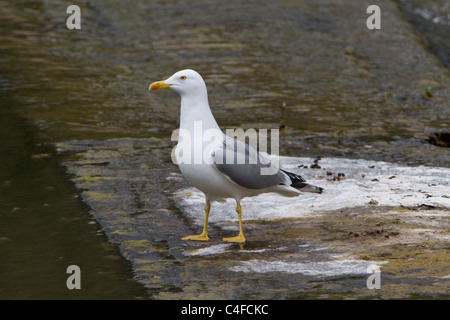 Gelben Beinen Gull ((Larus Cachinnans) Stockfoto