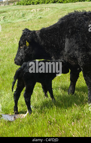 Dh KUH UK neu Kalb Mutter Kuh in Feld und Plazenta neugeborene Kälber geboren Großbritannien Geburt Stockfoto