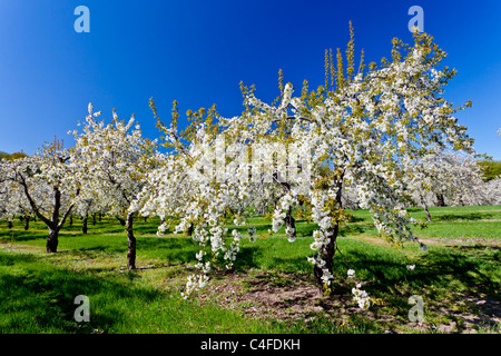 Kirschbäume in voller Blüte auf der alten Mission Halbinsel in der Nähe von Traverse City, Michigan, USA. Stockfoto