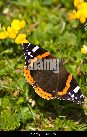dh Red Admiral Butterfly BUTTERFLIES UK SCOTLAND Flying yellow Wildflower Vogel Fuß trefoil Lotus coniculatus vanessa atalanta Stockfoto