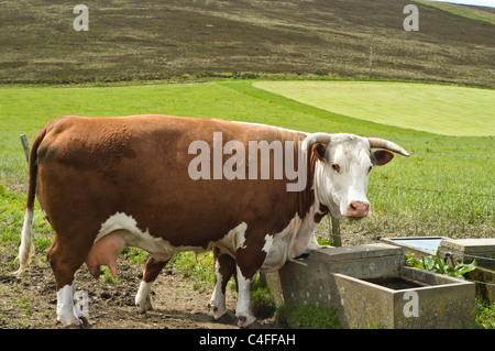 dh Hereford KUHKUH UK Horned Hereford Kuhkuh braun und weiß Rindfleisch Kuh Vieh Feld Rinder Stockfoto