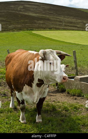 dh Hereford KUHKUH UK Scottish Horned braun und weiß Rindfleisch Kuh schottland Bauernhof Rinder großbritannien britische Kühe Stammbaum Vieh Tierische Landwirtschaft Stockfoto