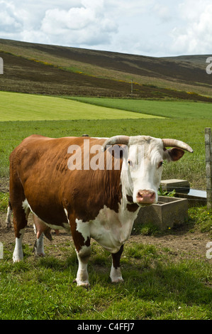 dh Hereford Kuh UK gehörnte Hereford Kuh braun und Weißrindkuh britische landwirtschaftliche Nutztiere Kühe schottland Vieh Tier Stammbaum Stockfoto