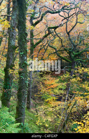 Laubwald in voller herbstlicher Anzeige, Hannicombe Wood, Dartmoor National Park, Devon, England. Herbst (November) 2010. Stockfoto