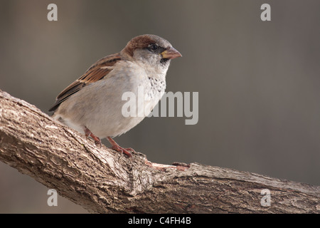 Haussperling Stockfoto
