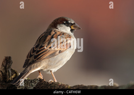 Haussperling Stockfoto