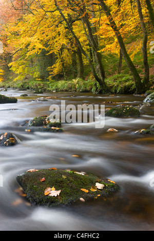 Die felsigen Fluß Teign Fingle Bridge im Dartmoor National Park, Devon, England. Herbst (November) 2010. Stockfoto