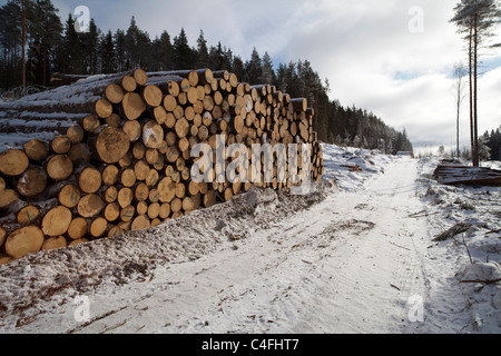 Leere Waldstasse und Holzstapel im finnischen Wald im Winter, Finnland Stockfoto