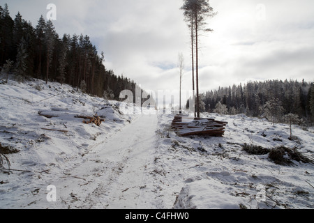 Leere Waldstasse und Holzstapel im finnischen Wald im Winter, Finnland Stockfoto