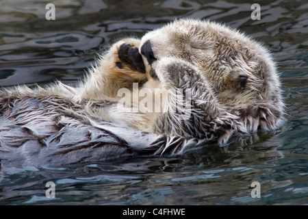 Seeotter schlafen - Clsoeup. (Enhydra Lutris). Nord-Kalifornien Stockfoto