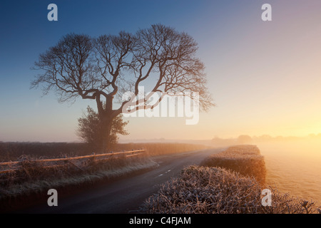 Baum und Land Lane an einem nebligen Morgen bei Sonnenaufgang, Chawleigh, Devon, England. Winter (Dezember) 2010. Stockfoto