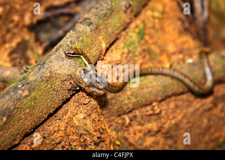 Twin verjährt Baumschlange (Chrysopelea Pelias) Stockfoto