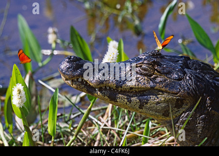 Butterflys mit schwarzen Cayman. (Melanosuchus Niger). Pantanal, Brasilien Stockfoto