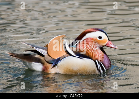 Mandarinenten - männlich. (Aix Galericulata). Irvine, Kalifornien Stockfoto