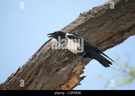 Trauerschnäpper Krähe (Corvus Albus) im Etosha Nationalpark, Namibia Stockfoto