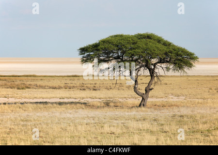 Typische Regenschirm Thorn Akazie (Acacia Tortilis) im Etosha National Park mit der Salzpfanne hinter. Stockfoto