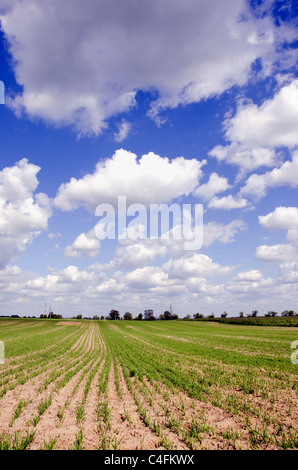 Landwirtschaftlichen Feldern voller Winter Samen im Frühjahr. Herrlicher Ausblick auf den Himmel mit Wolken. Stockfoto