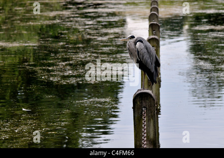 Graue Reiher - Ardea Cinerea ruht im Hyde Park, London, UK Stockfoto