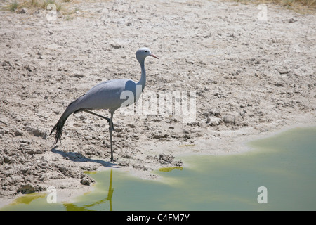 Blau, Paradies oder Stanley Kran im Etosha Nationalpark, Namibia. Stockfoto