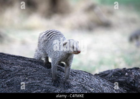 Zebramangusten (Mungos Mungo) im Etosha Nationalpark, Namibia Stockfoto