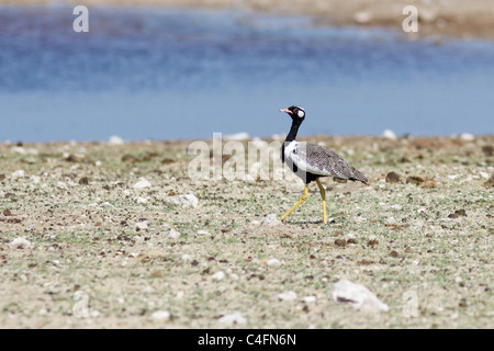 Männliche nördlichen schwarzen Korhaan (Afrotis Afraoides) an einem Wasserloch, Etosha NP, Namibia Stockfoto