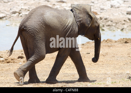 Junge afrikanische Elefant (Loxodonta Africana) im Etosha NP, Namibia Stockfoto