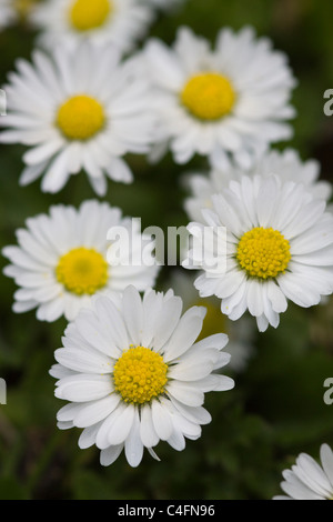 Bellis Perennis Gänseblümchen Stockfoto