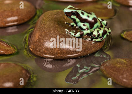 Schwarze und Grüne poison dart Frog [Dendrobates auratus] auf einem Felsen mit Reflexion im Wasser, Porträt Stockfoto