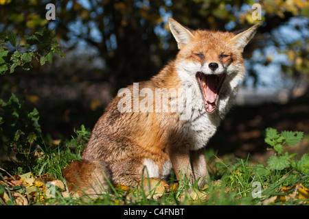 Britischen oder europäischen Rotfuchs [Vulpes Vulpes Crucigera] sitzen im Bereich Gähnen Stockfoto