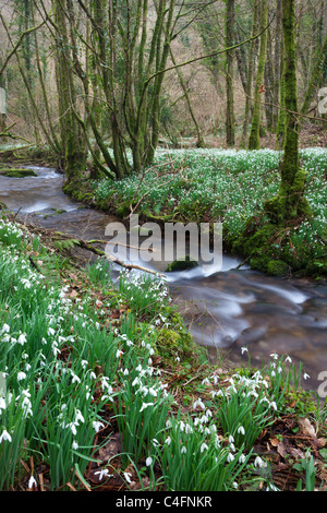Schneeglöckchen (Galanthus) blühen neben den Fluß Avill im Norden Hawkwell Holz, sonst bekannt als Snowdrop Senke, Exmoor