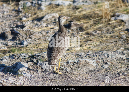 Weiblichen nördlichen schwarzen Korhaan im Etosha NP, Namibia Stockfoto