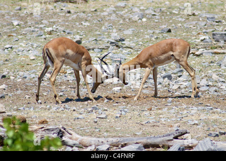 Schwarz konfrontiert Impala (Aepyceros Melampus Petersi) fightin, Etosha NP, Namibia Stockfoto