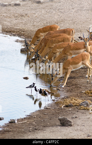 Knappen schwarzen konfrontiert Impala (Aepyceros Melampus Petersi) mit Schmied Regenpfeifer an einer Wasserstelle in Etosha Nationalpark, Namibia Stockfoto