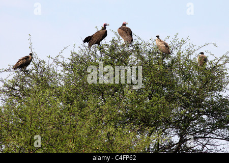 Ohrengeier konfrontiert und Weißrückenspecht Geier in einer Acacia Baum, Etosha NP, Namibia Stockfoto