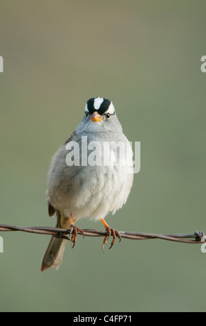 Weiß – Crowned Sparrow (Zonotrichia Leucophrys) auf Stacheldraht, Carrizo Plain National Monument, Kalifornien Stockfoto