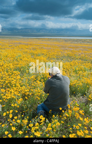 Fotograf Steve Shuey fotografieren Tidytips Blumenteppiche, Carrizo Plain National Monument, April Stockfoto