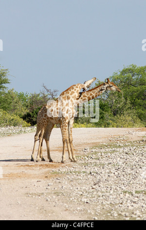 Männliche angolanischen Giraffe Einschnürung in der Schlacht im Etosha NP, Namibia Stockfoto