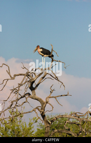 Marabou Storch (Leptoptilos Crumeniferus) in einem toten Baum, Etosha NP, Namibia. Stockfoto