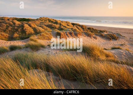 Dünengebieten Grass auf den Sanddünen von Braunton Burrows, mit Blick auf Saunton Sands, Devon, England. Sommer (Juni) 2011. Stockfoto