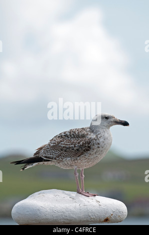 Unreife Silbermöwe: Larus Argentatus. Stockfoto