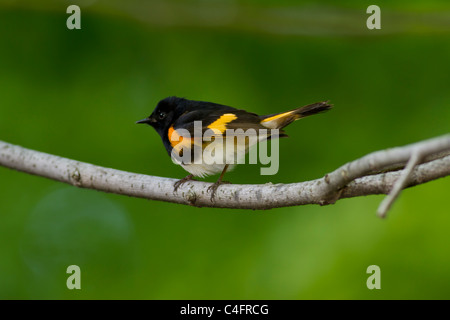 Erwachsene männliche amerikanische Redstart Zucht Gefieder thront auf einem Ast im New Yorker Central Park Stockfoto