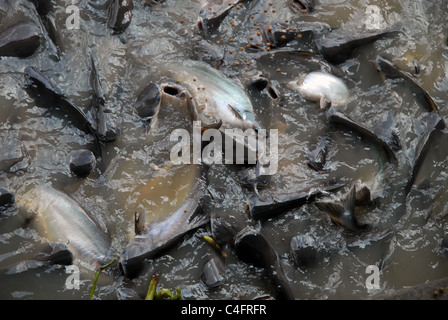 Wels (Ictalurus Melas) mit einer Fütterung Raserei in den Chao Phraya, Bangkok, Thailand. Stockfoto