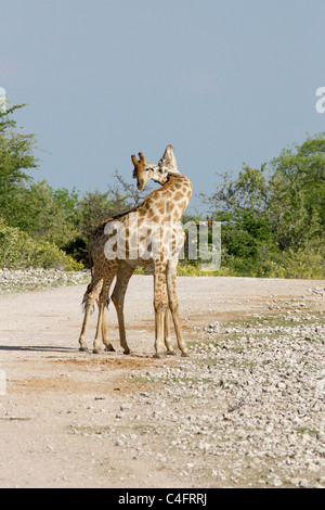 Männliche angolanischen Giraffe Einschnürung in der Schlacht im Etosha NP, Namibia Stockfoto