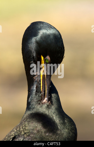 Shag, Phalacrocorax Aristotelis putzen Stockfoto