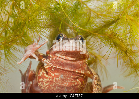 Ein Grasfrosch (Rana Temporaria) schwimmen in einem Aquarium im Vereinigten Königreich Stockfoto