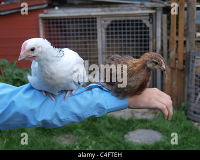 Junge Licht Sussex und Welsummer Hühner thront auf jungen Arm. UK Stockfoto