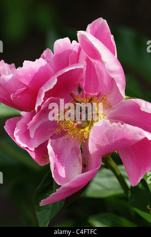 Schöne rosa Pfingstrose Stockfoto