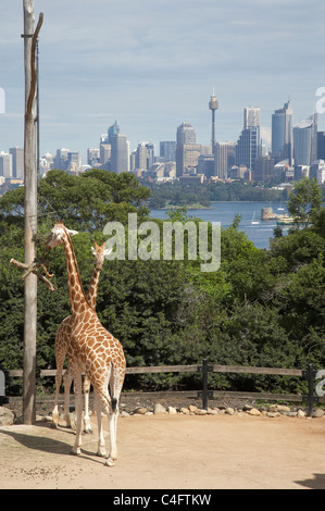 Giraffen im Taronga Zoo mit der CBD im Hintergrund, Sydney, New South Wales, Australien Stockfoto