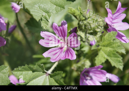 Bild des gemeinsamen Blume in Malve Malva sylvestris Stockfoto